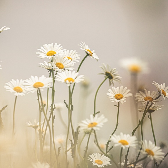 Meet your Posher, Lauren - Picture 1 of 1